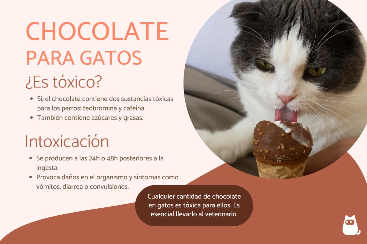 ¿Los gatos pueden comer chocolate?