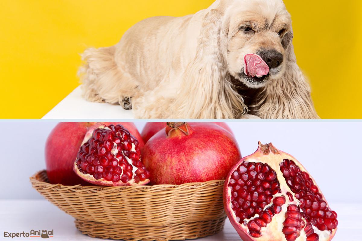 ¿Los perros pueden comer granada?