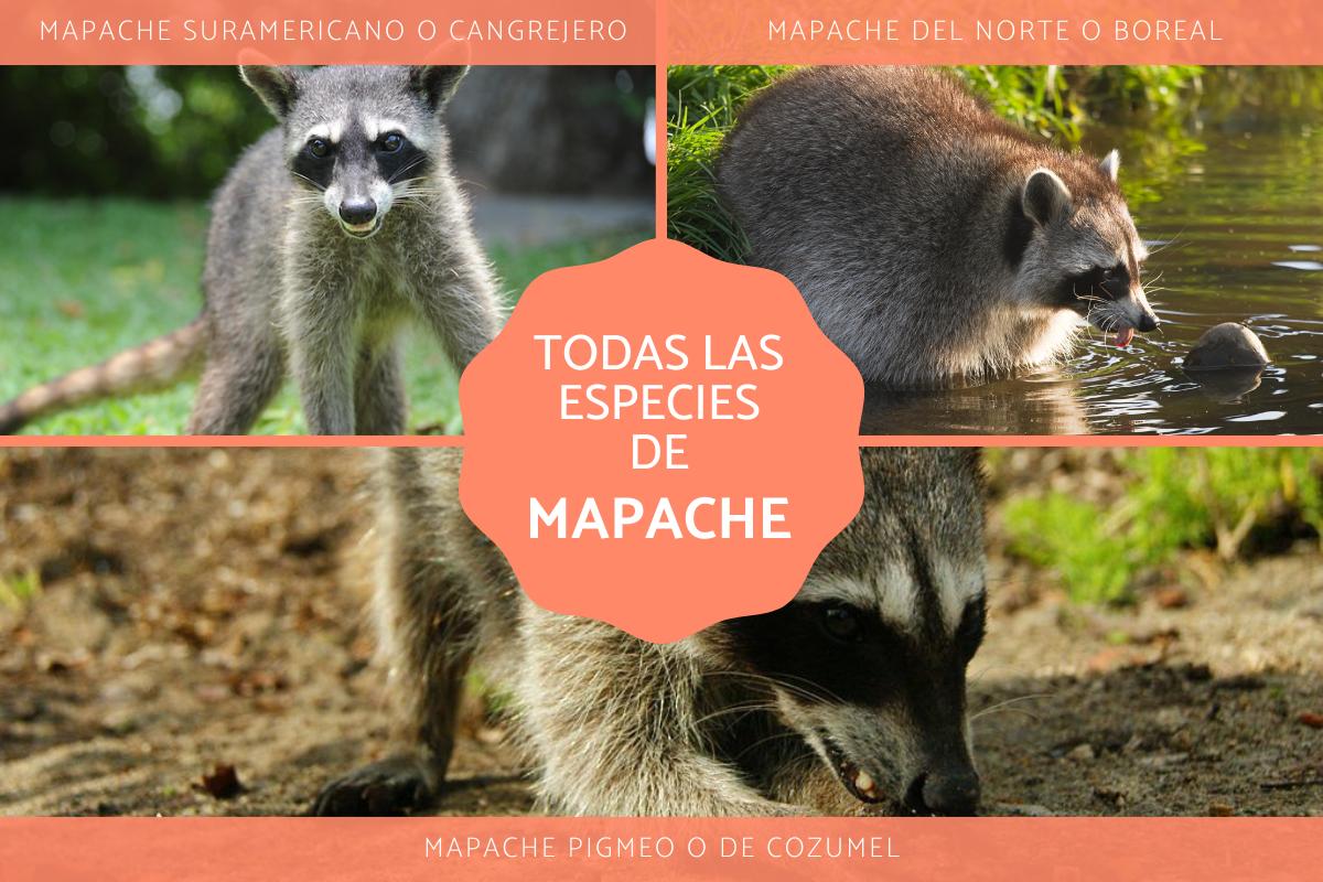 Tipos de mapaches