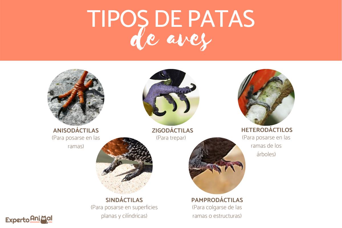 Tipos de patas de aves