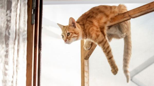 Carlos Gutiérrez, veterinario: “Tu gato está viviendo su mejor vida contigo si hace estos gestos cotidianos” - Cuando tu gato corretea feliz por toda la casa: señal inequívoca de un hogar seguro