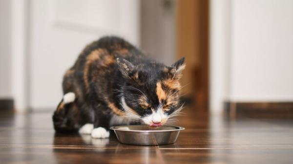 Carlos Gutiérrez, veterinario: “Tu gato está viviendo su mejor vida contigo si hace estos gestos cotidianos” - El momento de la comida: si se sienta, confía en ti
