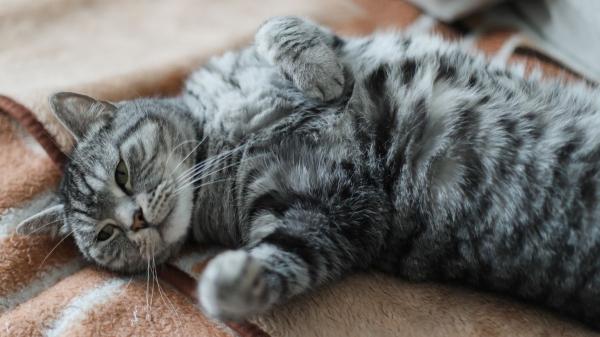 Carlos Gutiérrez, veterinario: “Tu gato está viviendo su mejor vida contigo si hace estos gestos cotidianos” - ¿Tu gato duerme panza arriba? Está como un rey a tu lado