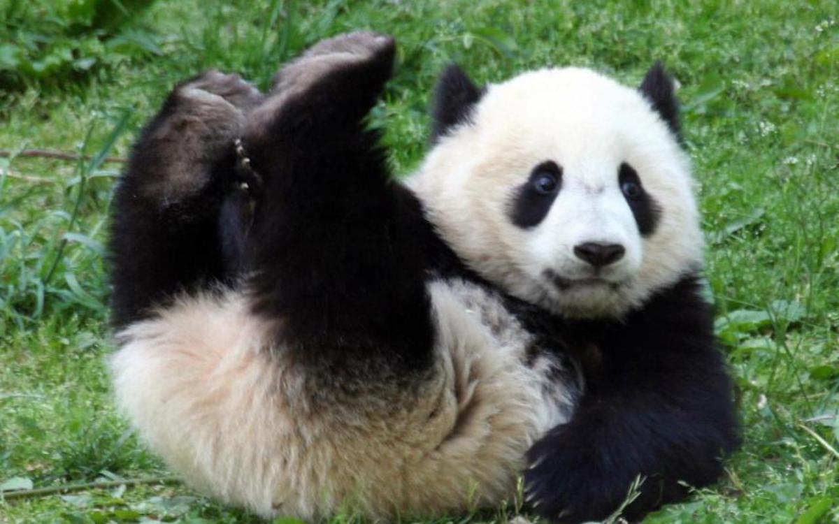 10 curiosidades del oso panda