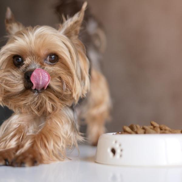 cada cuanto tiempo cambias la comida de tu perro