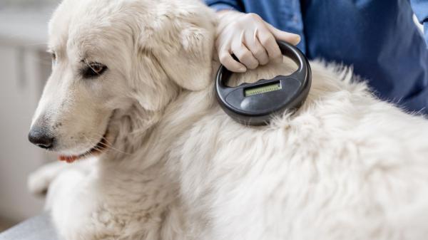 Las 10 cosas por las que pueden multarte si tienes perro y no lo sabías - El microchip en perros es obligatorio