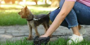 Las 10 cosas por las que pueden multarte si tienes perro y no lo sabías