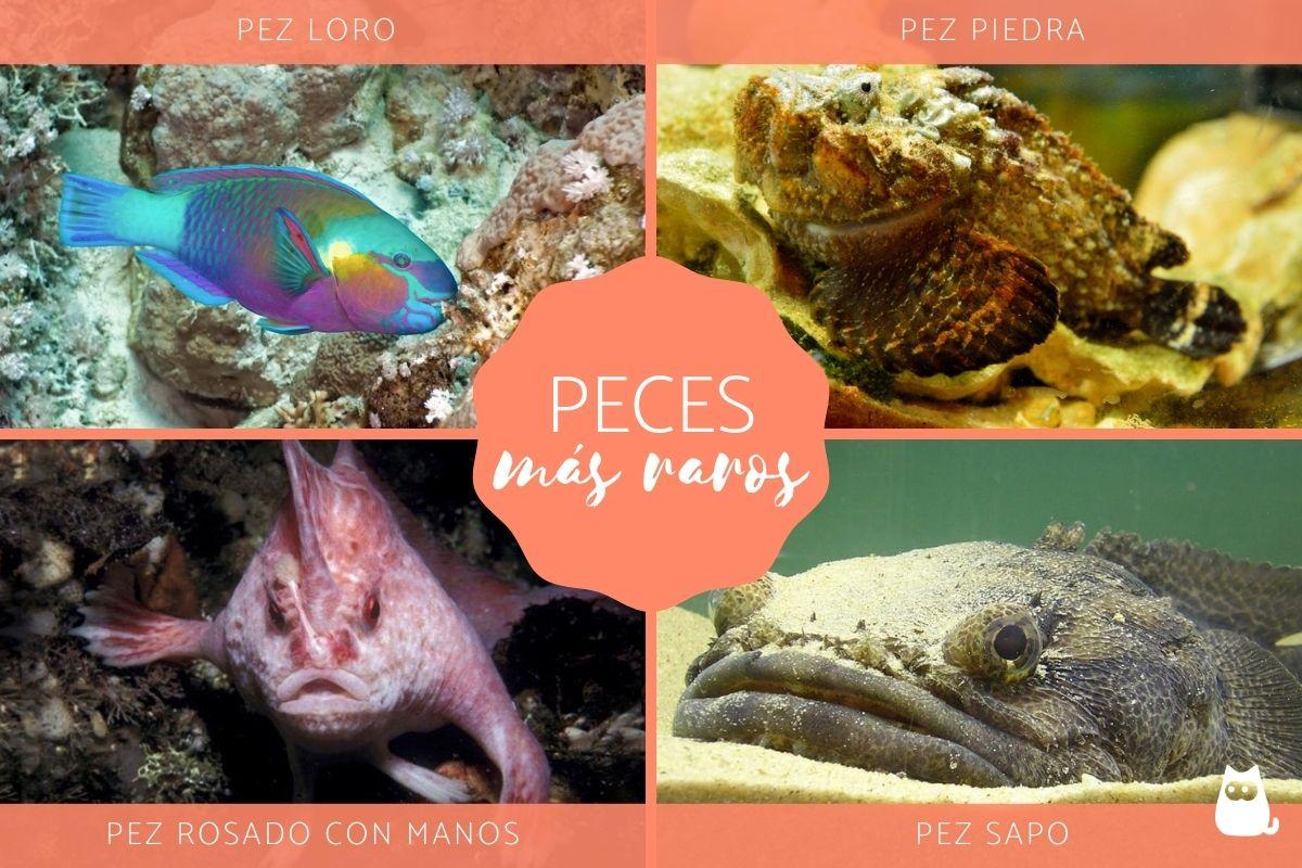 Los peces más raros del mundo