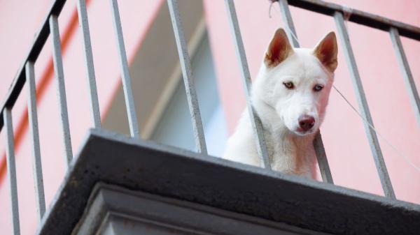 Las 10 cosas por las que pueden multarte si tienes perro y no lo sabías - Una terraza no es sitio para un perro