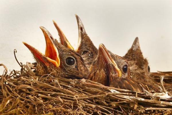 Alimentar y cuidar papilleros paso a paso - Cuidados del pájaro papillero