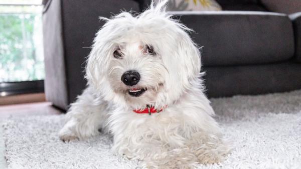 Las razas de perro que peor llevan la soledad: sufren mucho si pasan horas solos - Bichón maltés y otras razas de compañía