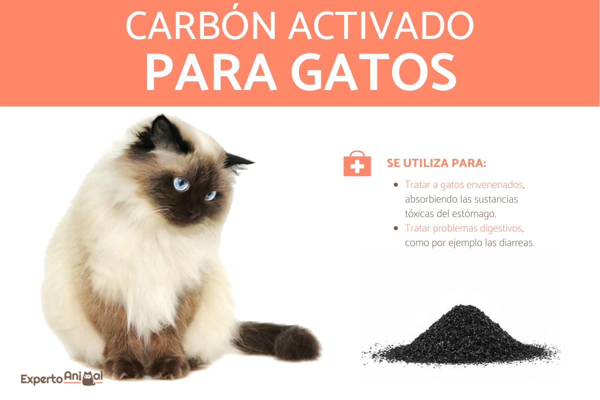 Carbón activado para gatos - Usos y dosis