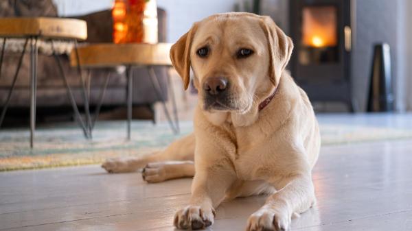 Las razas de perro que peor llevan la soledad: sufren mucho si pasan horas solos - El labrador retriever: sociable y muy dependiente del contacto humano