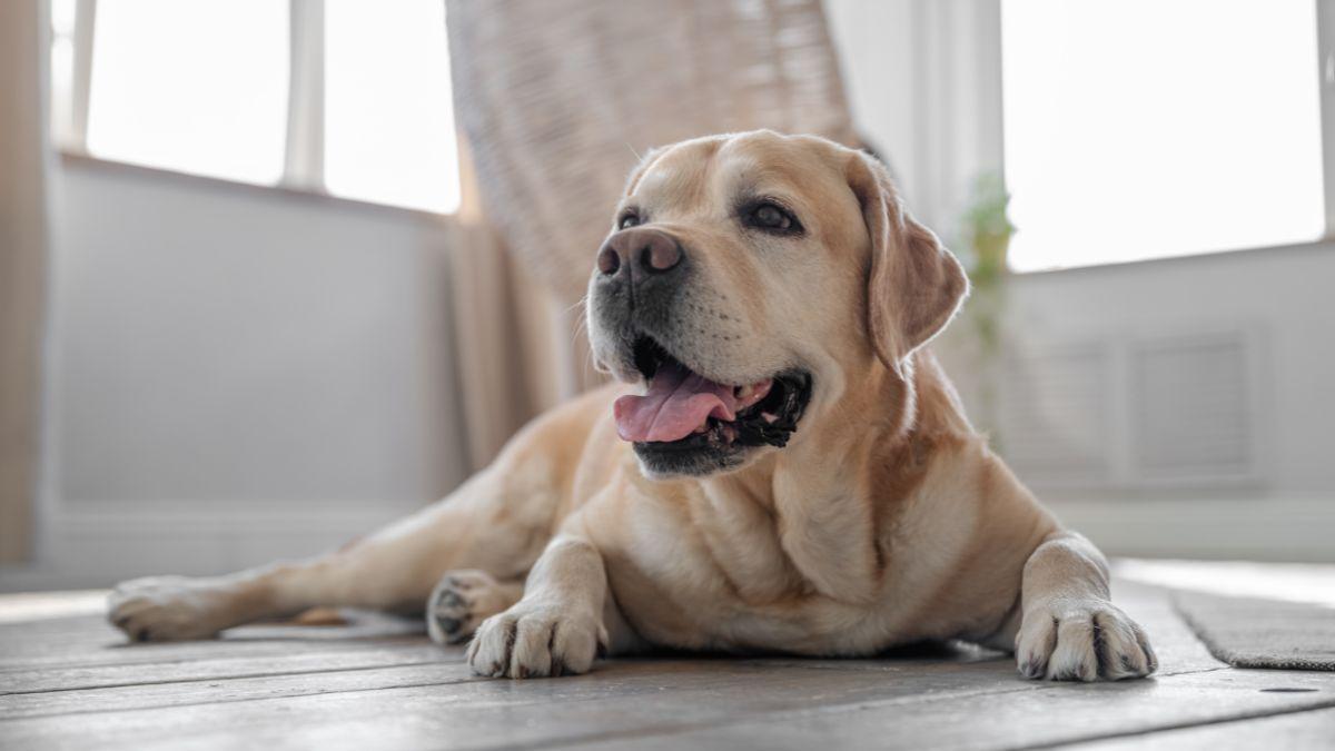 Las razas de perro que peor llevan la soledad: sufren mucho si pasan horas solos
