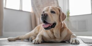 Las razas de perro que peor llevan la soledad: sufren mucho si pasan horas solos