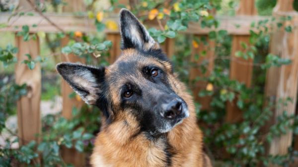 Las razas de perro que peor llevan la soledad: sufren mucho si pasan horas solos - Pastor alemán: fuerte apego a su familia