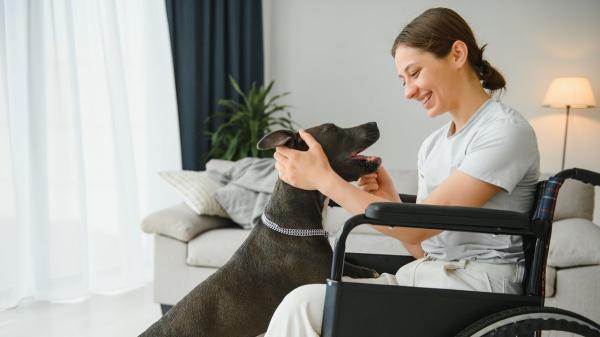 Un estudio revela cómo los perros pueden influir positivamente en el bienestar de los pacientes con cáncer - El hallazgo que podría cambiar la forma de entender el papel de los perros en pacientes con cáncer