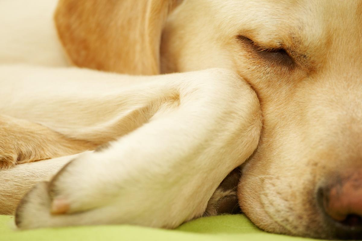 Mi perro cojea al levantarse de dormir - Causas y qué hacer