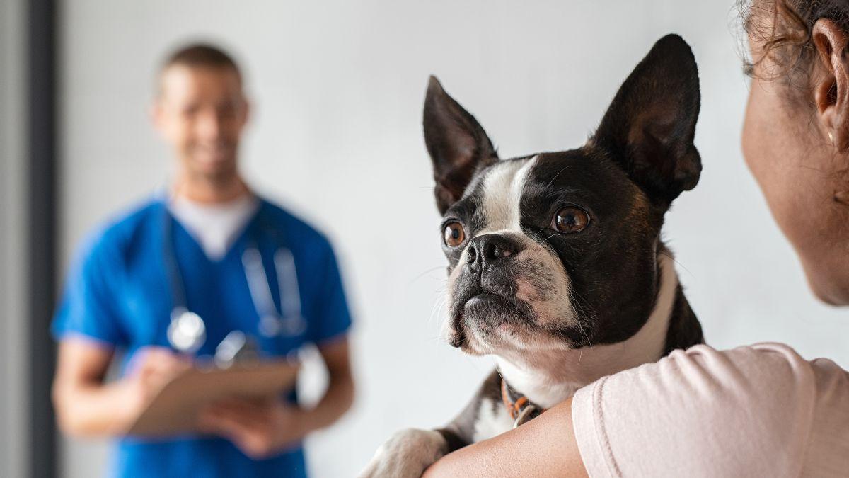 Un estudio revela cómo los perros pueden influir positivamente en el bienestar de los pacientes con cáncer