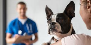 Un estudio revela cómo los perros pueden influir positivamente en el bienestar de los pacientes con cáncer