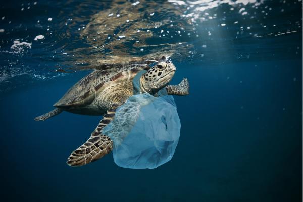 ¿Cómo cuidar el mar y la vida marina? - ¿Cómo afecta la contaminación a los animales marinos?