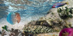 ¿Cómo cuidar el mar y la vida marina?