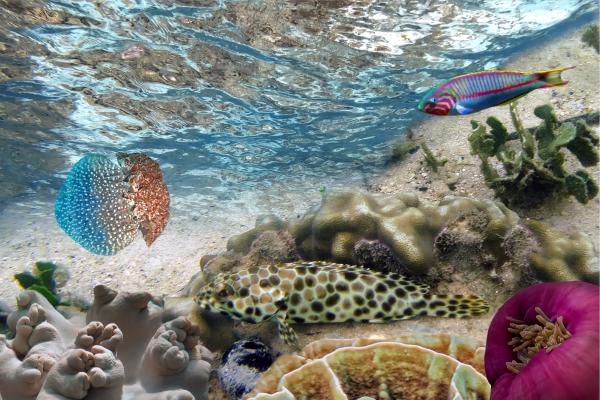 ¿Cómo cuidar el mar y la vida marina?