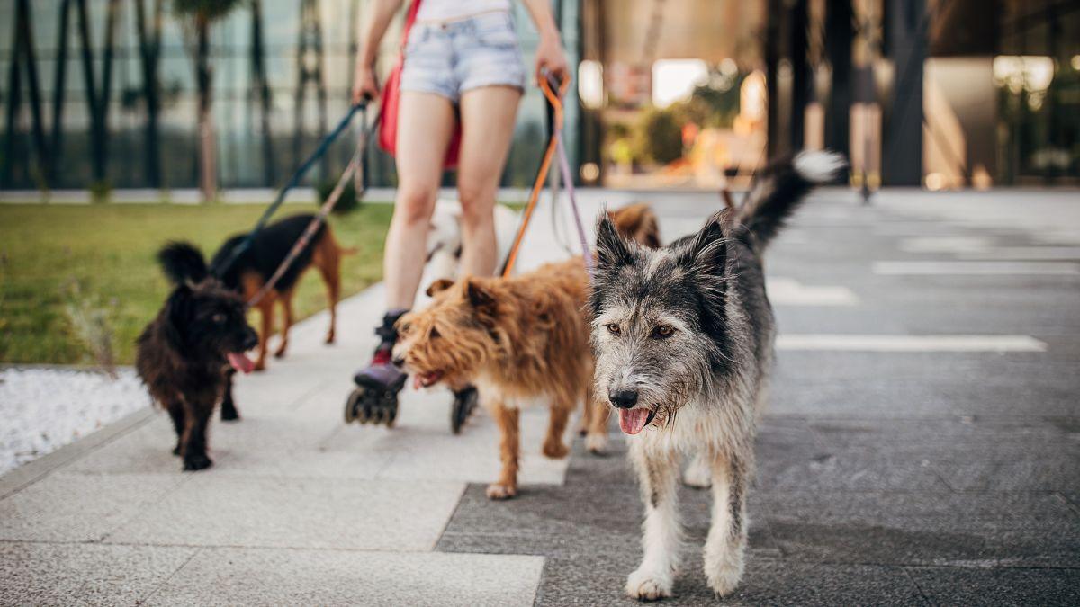 De México a Japón: así cambia la vida de los perros y gatos según el país donde viven