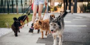 De México a Japón: así cambia la vida de los perros y gatos según el país donde viven