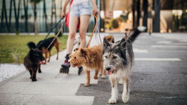 De México a Japón: así cambia la vida de los perros y gatos según el país donde viven
