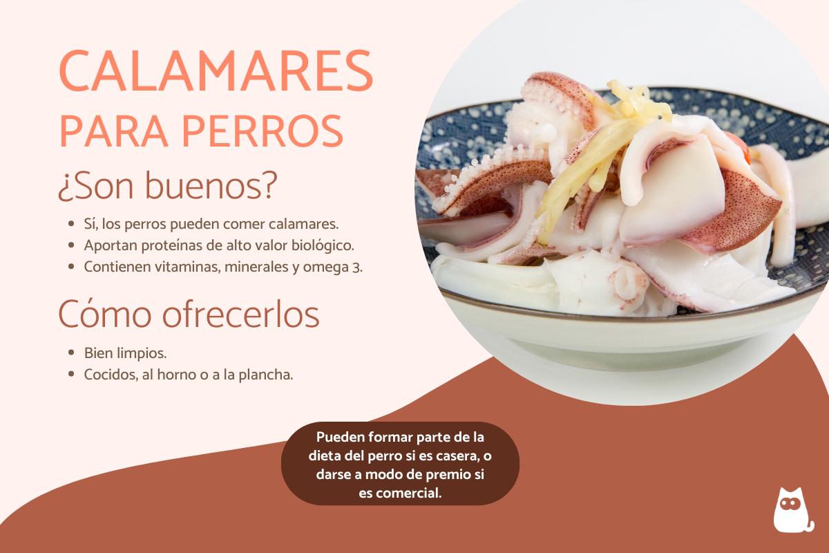 ¿Los perros pueden comer calamares?