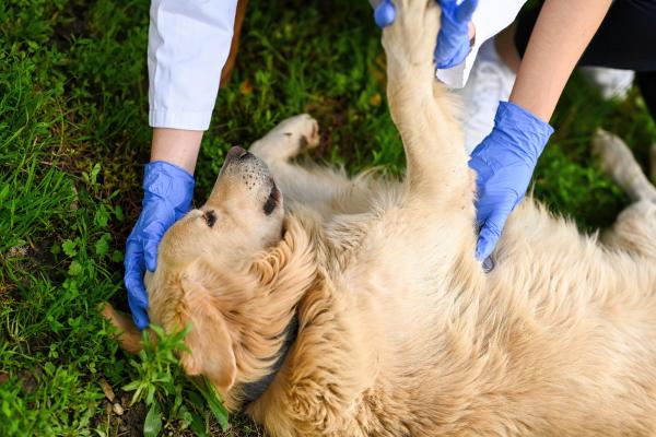 Coloquei a pipeta no meu cachorro e ele ainda tem pulgas: causas e o que fazer - Por que meu cachorro ainda tem pulgas depois da pipeta?
