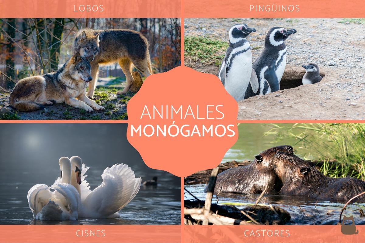Animales monógamos - Características y ejemplos