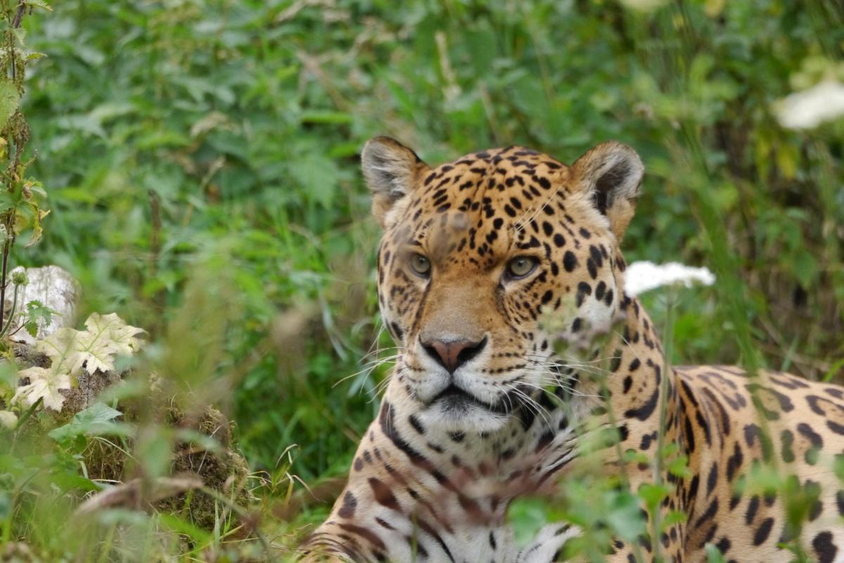 ¿El jaguar está en peligro de extinción en México?
