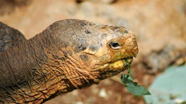 Solo quedaban 14 tortugas de esta especie cuando encontraron un macho en un zoo de San Diego: lo llevaron a Galápagos en 1977 para salvarla y hoy hay unos 2.300 ejemplares - El verdadero éxito llegó cuando las tortugas volvieron a reproducirse en libertad