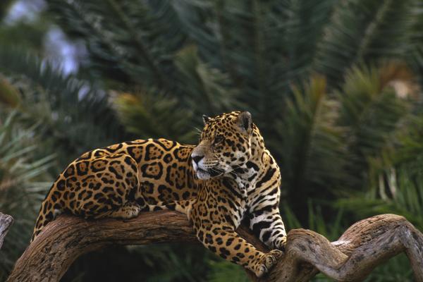 ¿El jaguar está en peligro de extinción en México? - ¿En qué estados de México vive el jaguar?