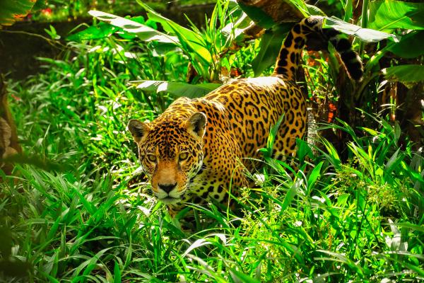 ¿El jaguar está en peligro de extinción en México? - ¿Está protegido el jaguar en México?