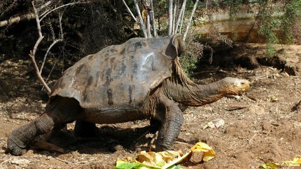 Solo quedaban 14 tortugas de esta especie cuando encontraron un macho en un zoo de San Diego: lo llevaron a Galápagos en 1977 para salvarla y hoy hay unos 2.300 ejemplares - La caza y las especies introducidas dejaron a esta tortuga gigante al borde de la extinción