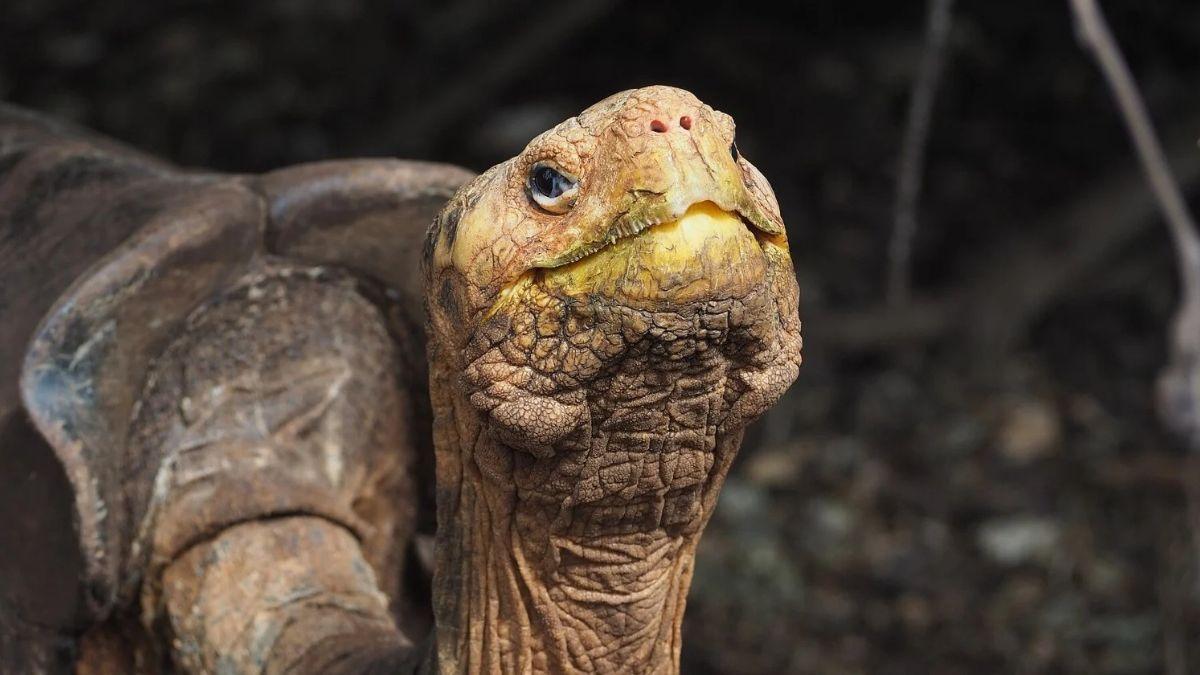 Solo quedaban 14 tortugas de esta especie cuando encontraron un macho en un zoo de San Diego: lo llevaron a Galápagos en 1977 para salvarla y hoy hay unos 2.300 ejemplares