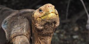 Solo quedaban 14 tortugas de esta especie cuando encontraron un macho en un zoo de San Diego: lo llevaron a Galápagos en 1977 para salvarla y hoy hay unos 2.300 ejemplares