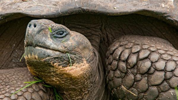 Solo quedaban 14 tortugas de esta especie cuando encontraron un macho en un zoo de San Diego: lo llevaron a Galápagos en 1977 para salvarla y hoy hay unos 2.300 ejemplares - Un ejemplo de conservación que demuestra que una especie puede recuperarse