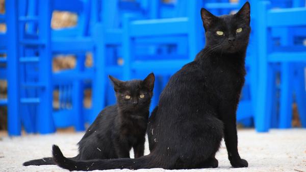 Las protectoras paralizan las adopciones de gatos negros en octubre y lanzan una advertencia a quienes ya conviven con uno: “Pueden utilizarlos con malas intenciones” - Las malas experiencias que llevan a las protectoras a reforzar los controles