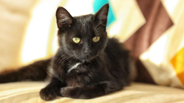 Las protectoras paralizan las adopciones de gatos negros en octubre y lanzan una advertencia a quienes ya conviven con uno: “Pueden utilizarlos con malas intenciones” - Las protectoras advierten del peligro de dejar salir a los gatos en estas fechas
