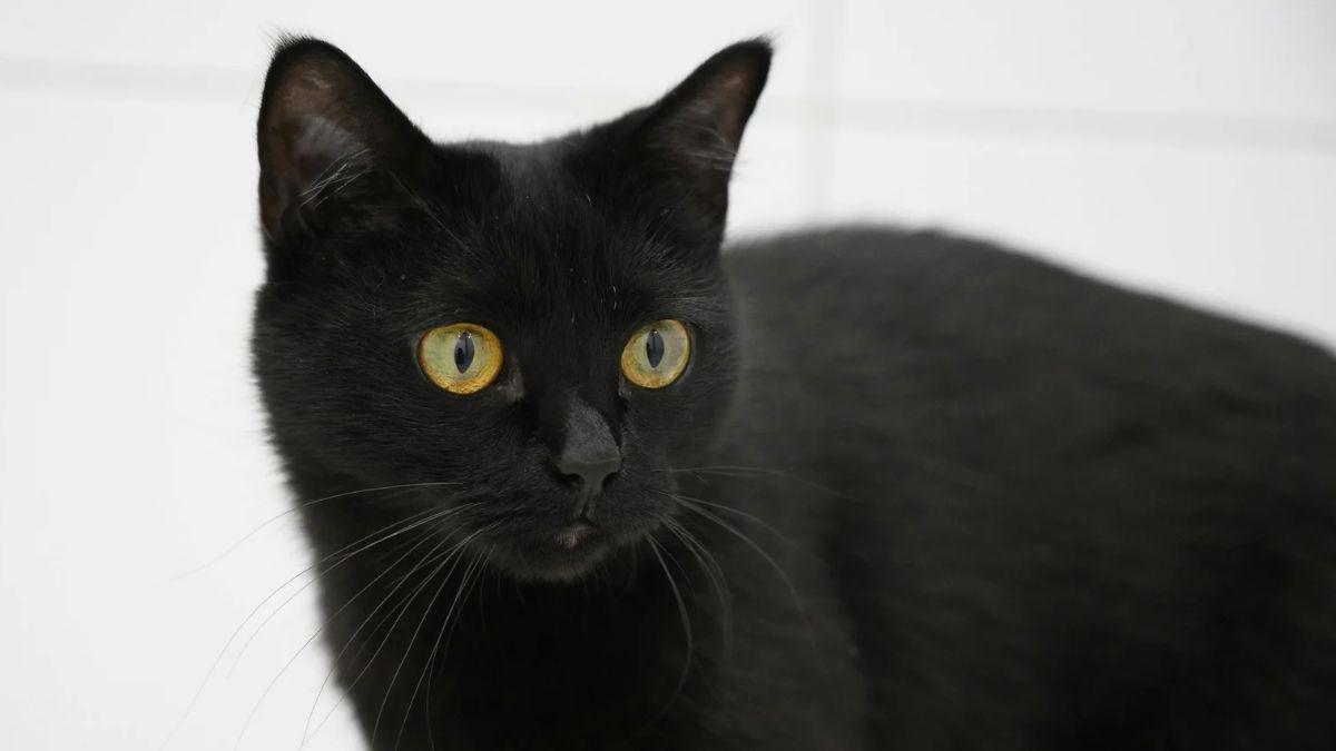 Las protectoras paralizan las adopciones de gatos negros en octubre y lanzan una advertencia a quienes ya conviven con uno: “Pueden utilizarlos con malas intenciones”