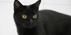 Las protectoras paralizan las adopciones de gatos negros en octubre y lanzan una advertencia a quienes ya conviven con uno: “Pueden utilizarlos con malas intenciones”