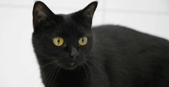 Las protectoras paralizan las adopciones de gatos negros en octubre y lanzan una advertencia a quienes ya conviven con uno: “Pueden utilizarlos con malas intenciones”