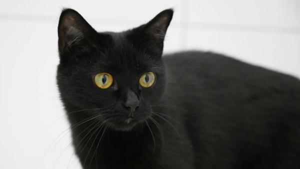 Las protectoras paralizan las adopciones de gatos negros en octubre y lanzan una advertencia a quienes ya conviven con uno: “Pueden utilizarlos con malas intenciones”
