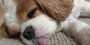 ¿Puede morir un perro de un ataque epiléptico?