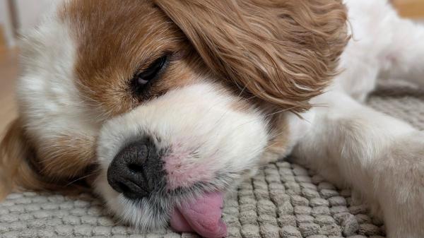 ¿Puede morir un perro de un ataque epiléptico?