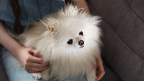 ¿Puede morir un perro de un ataque epiléptico? - ¿Puede un perro con epilepsia llevar una vida normal?